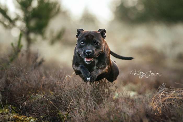 Счастливые летающие собаки: фотоподборка для поднятия настроения Интересное