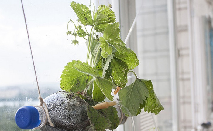 Овощи можно выращивать не на грядке, а в… бутылке! пенсионер устроил шикарный огород на балконе… идеи