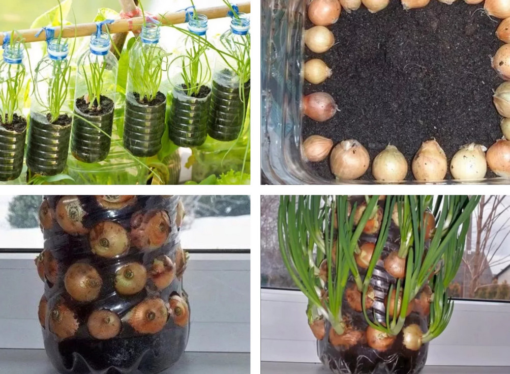 Овощи можно выращивать не на грядке, а в… бутылке! пенсионер устроил шикарный огород на балконе… идеи