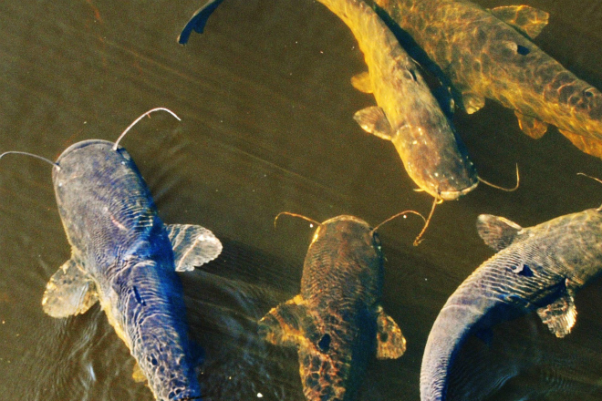 Рыбы из чернобыльского пруда жизненное
