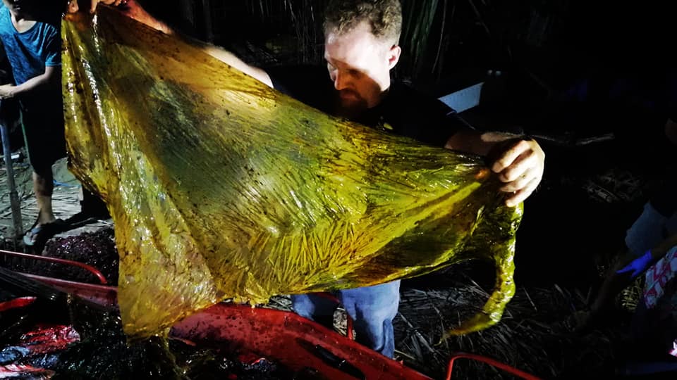 На Филиппинах на берег выбросило кита. В его желудке нашли 40 кг пластика 