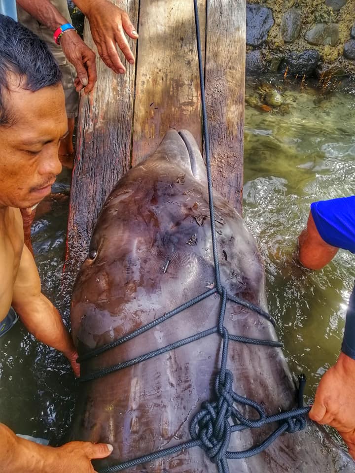 На Филиппинах на берег выбросило кита. В его желудке нашли 40 кг пластика 