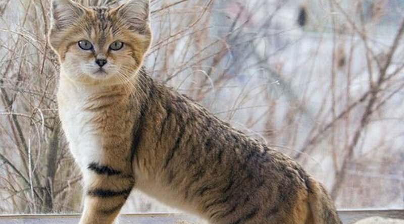 Потрясающие кошки, которые почти исчезли животные