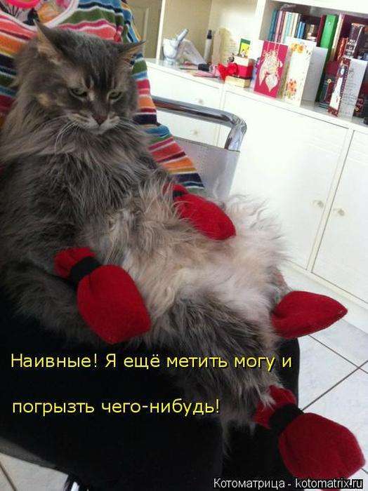 Кращі котоматриці тижні (50 фото)