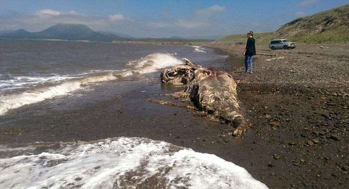 У Шахтарську виявили останки невідомого тваринного (5 фото)