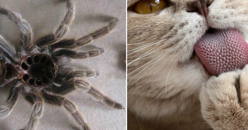 15 фотографий, который вызовут самый нерациональный страх в мире Интересное