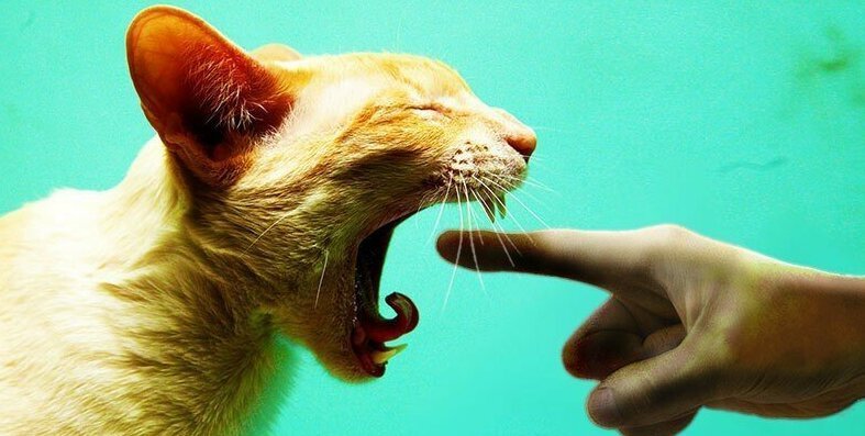 20 странных вещей, которые делают все владельцы котов, но не признаются в этом юмор, приколы,, Юмор