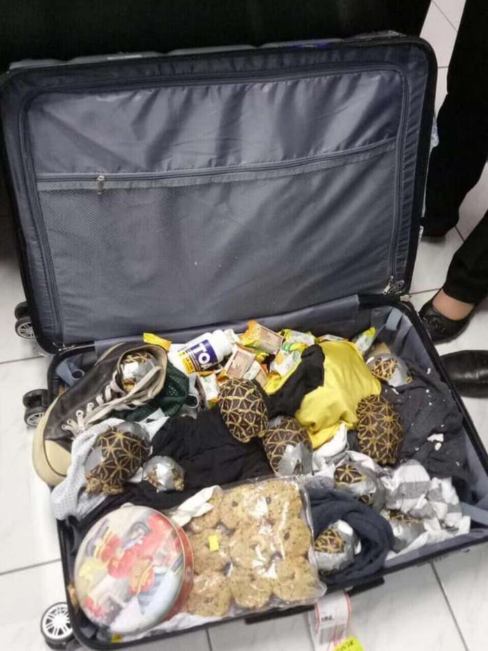 Брошенная контрабанда: в филиппинском аэропорту нашли более 1500 черепах, замотанных клейкой лентой   Интересное