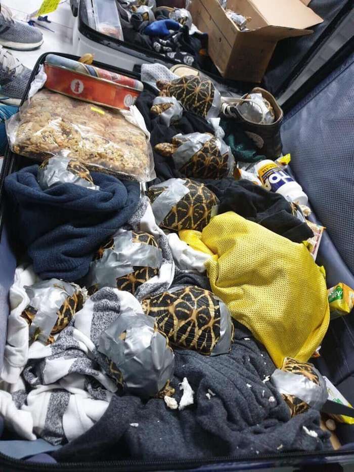 Брошенная контрабанда: в филиппинском аэропорту нашли более 1500 черепах, замотанных клейкой лентой   Интересное