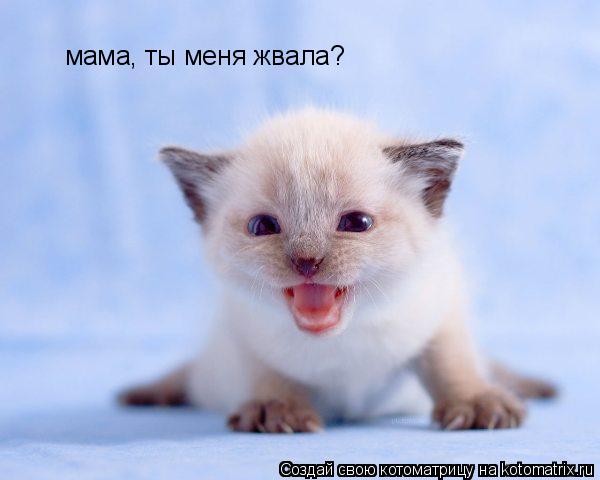 Мама, ты меня звала?! девушки