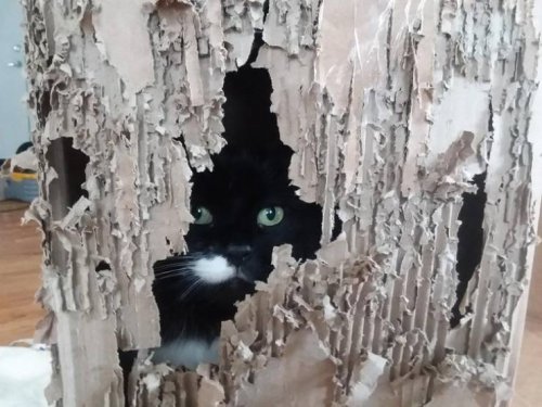 20 фотографий, доказывающих, что кошки — это море любви… и немножко головной боли 