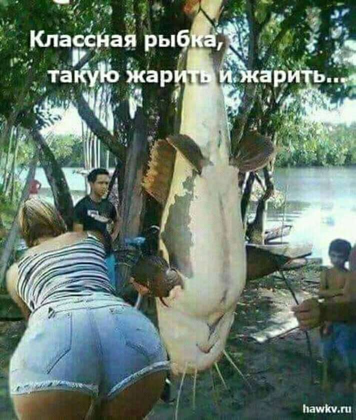 Еще Пушкин говорил, что кот, когда ходит налево… юмор, приколы,, Юмор
