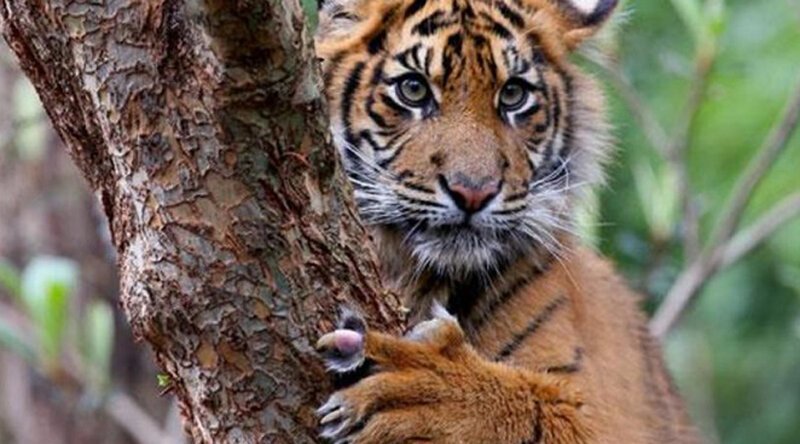 Потрясающие кошки, которые почти исчезли животные