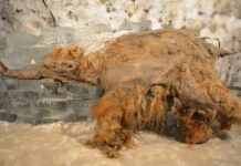 Останні моменти життя шерстистого мамонта, виявлені стародавньою РНК