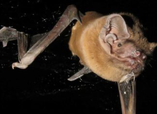 Проаналізуйте: деякі кажани ласують співочими птахами під час польоту