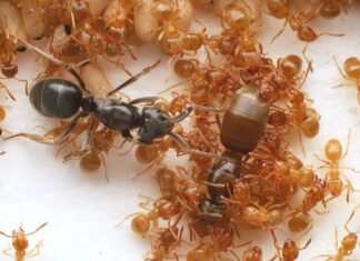 Паразитические муравьи манипулируют колониями, подстрекая к убийству королевы