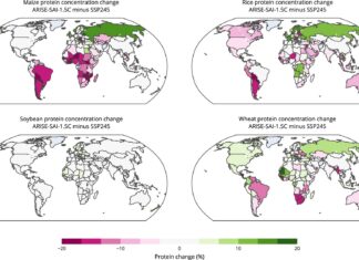 Une intervention climatique pourrait réduire les niveaux de protéines dans les cultures de base