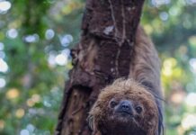 Геноми лінивців: унікальні проблеми для збереження бразильських атлантичних лісів