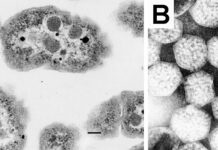 Проект природних наномашин, що вловлюють вуглець, відкриває шлях для біоінженерії та кліматичних інновацій