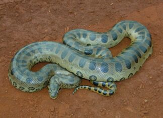 Anacondas antigas atingiram o tamanho moderno há 12,4 milhões de anos