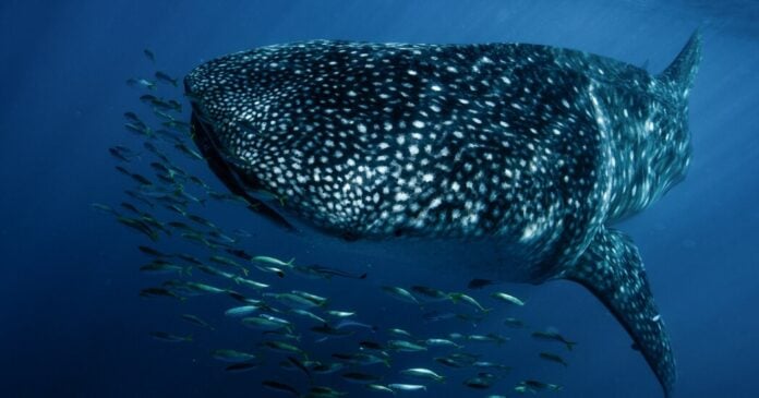 bf2611bd-491c-42d0-ac98-4310b33fc00e