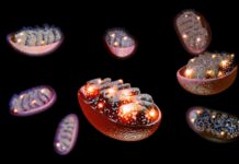 Перенесення мітохондрій обіцяє полегшення хронічного болю