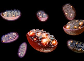 Přenos mitochondrií slibuje úlevu od chronické bolesti