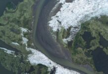 SinkingForests: новий підхід до видалення вуглецю в Арктиці