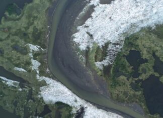 Zinkende bossen: een nieuwe benadering van koolstofverwijdering in het Noordpoolgebied