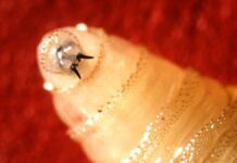 Parasit Pemakan Daging Kembali: CDC Memperingatkan Penyebaran Ulat Sekrup ke AS