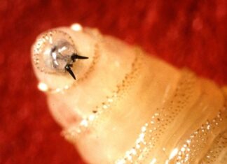 Flesh-Eating Parasite Returns: CDC Warns of Screwworm Spread Towards US