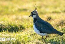 Zatopione barki stały się nowym ostoją ptaków przy ujściu Tamizy