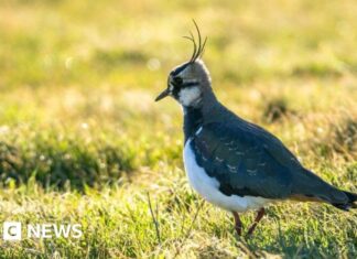 Des barges coulées forment un nouveau sanctuaire d’oiseaux dans l’estuaire de l’Essex