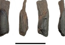 Дерев’яні інструменти віком 430 000 років переосмислюють перші людські технології