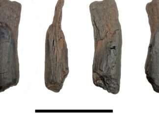 Peralatan Kayu Berusia 430.000 Tahun Mendefinisikan Ulang Teknologi Manusia Awal