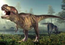 T. rex досяг повного розміру приблизно у віці 40 років, підтверджує нове дослідження