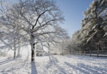 Сильний холод: чи справді дерева можуть вибухнути?