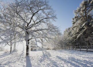 Extreme Cold: Will Trees Really Explode?