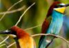 Avian Evolution Mapped: New Tool Reveals the Complete Bird Family Tree