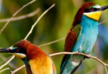Avian Evolution Mapped: New Tool Reveals the Complete Bird Family Tree