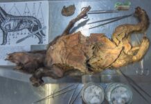 Геном шерстистого носорога, витягнутий зі шлунка стародавнього вовка, розкриває підказки про вимирання