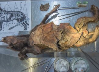 Геном шерстистого носорога, витягнутий зі шлунка стародавнього вовка, розкриває підказки про вимирання