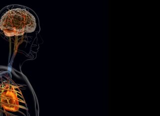 A resposta do cérebro ao ataque cardíaco pode dificultar a recuperação