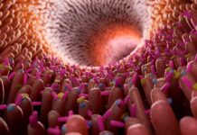 Кишкові бактерії – ключ до здоров’я: роль CAG-170