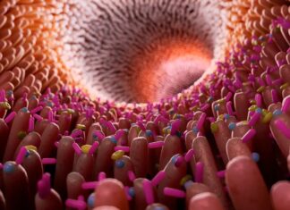 Bakteri Usus Kunci Kesehatan: Peran CAG-170