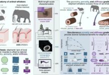 Вуса Слона: Як Матеріальний Дизайн Покращує Дотик