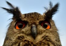 Єдине джерело походження зору хребетних