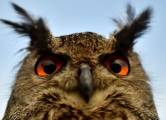 Der einäugige Ursprung des Sehens bei Wirbeltieren