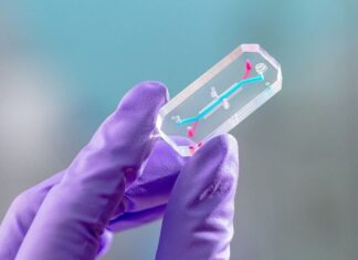 Artemis 2 : Des cellules humaines rejoignent les astronautes sur l’orbite lunaire