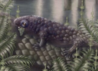 Starożytny gad jest jednym z pierwszych zwierząt lądowych, które przestawiły się na pokarmy roślinne